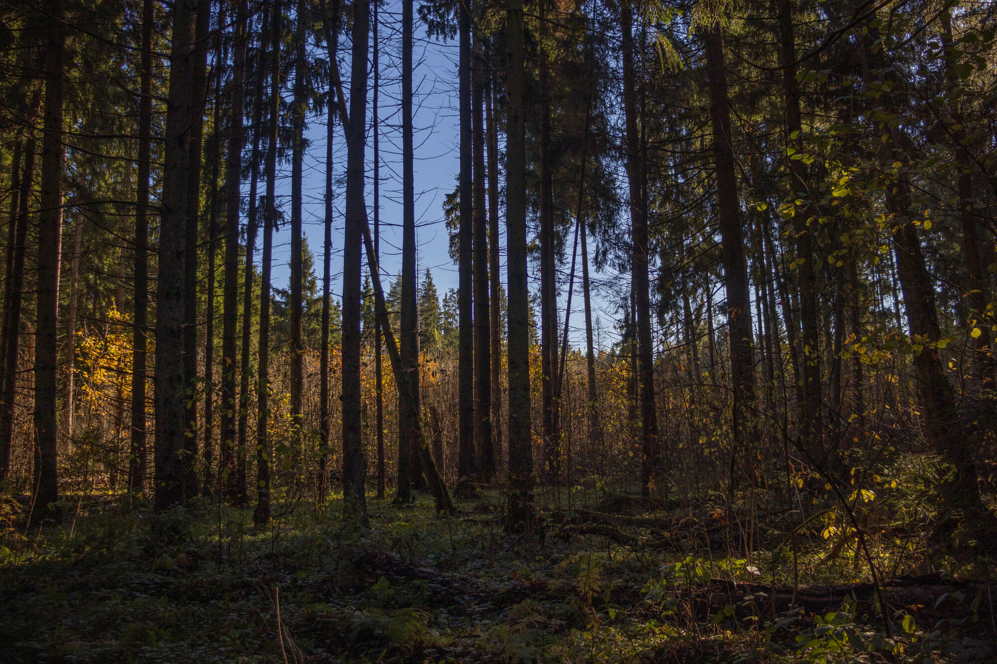 Россия, Московская область, лесные ландшафты
