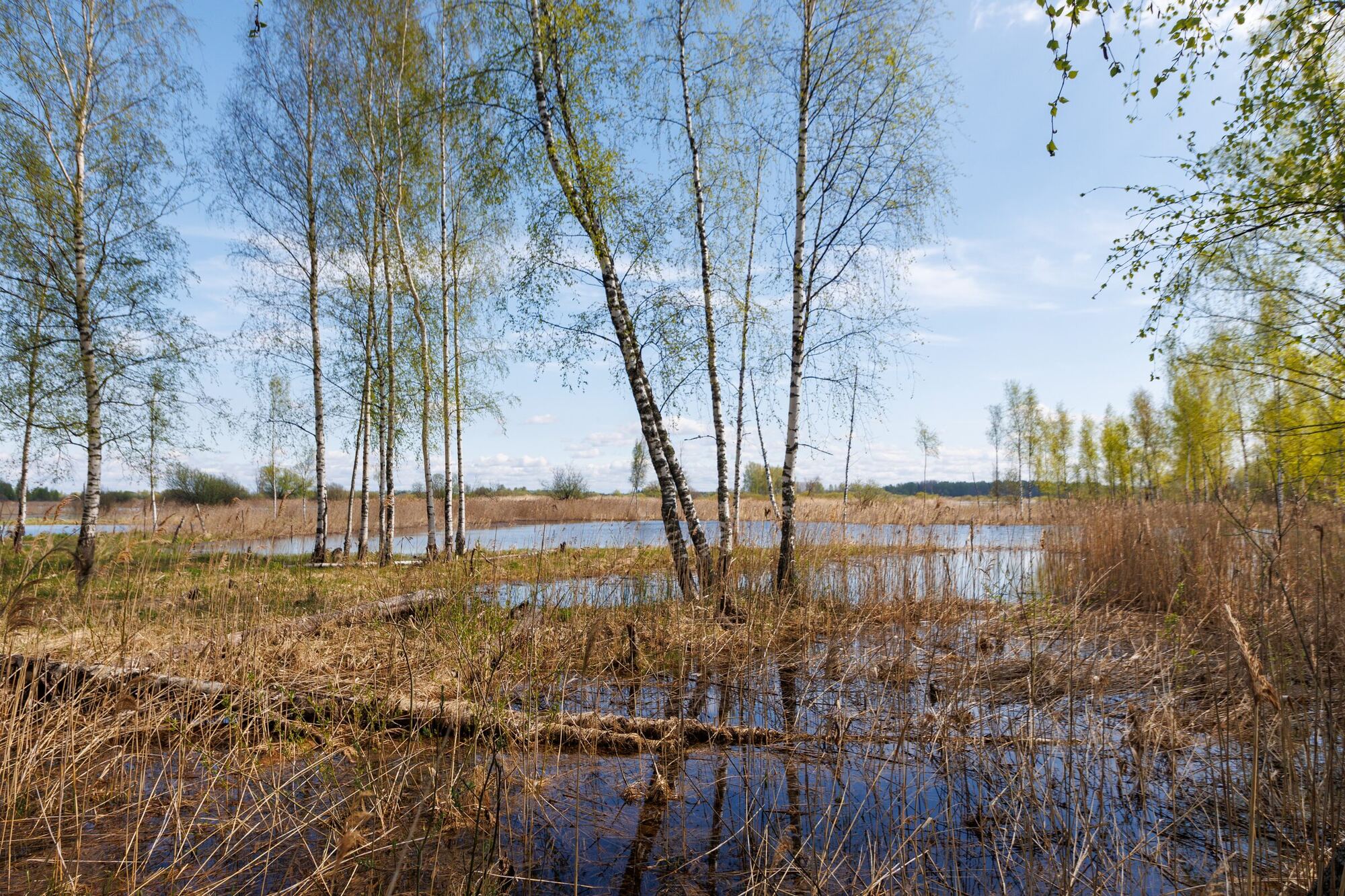 Россия, Ярославская область, посёлок Борок и окрестности